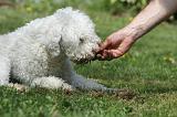 LAGOTTO CAVAGE 040